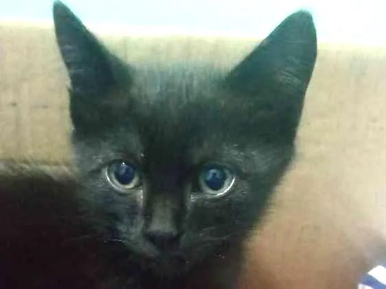 Gato ra a  idade Abaixo de 2 meses nome Sem nome 