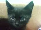 Gato raça  idade Abaixo de 2 meses nome Sem nome 