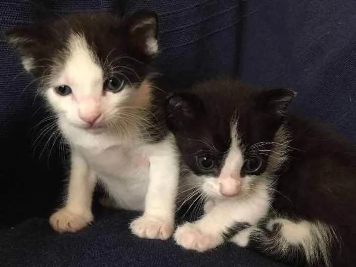 Gato ra a Misturado  idade 2 a 6 meses nome Pimpolho
