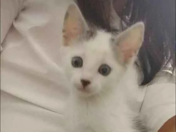 Gato ra a Sem identificação idade Abaixo de 2 meses nome Sem nomes