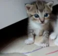Pantera