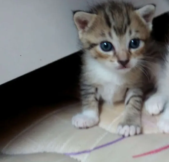 Gato raça  idade Abaixo de 2 meses nome Pantera
