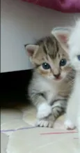 Pantera