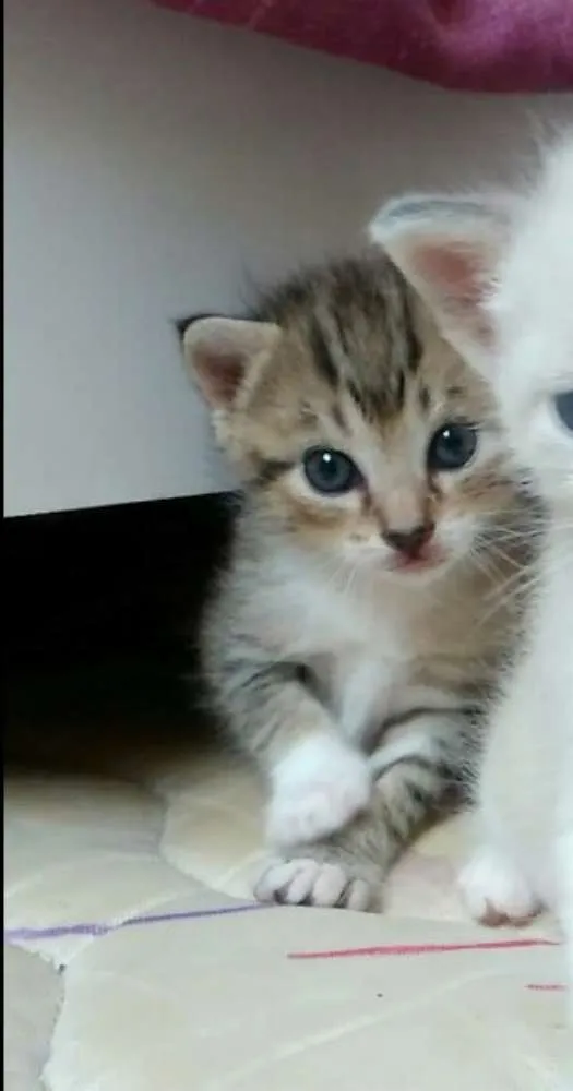 Gato raça  idade Abaixo de 2 meses nome Pantera