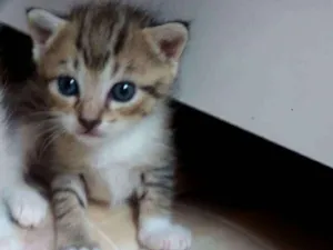 Gato raça  idade Abaixo de 2 meses nome Pantera