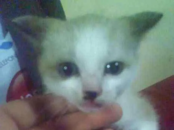 Gato ra a Virá lata idade Abaixo de 2 meses nome Não sei