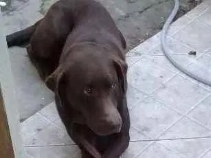 Cachorro ra a Labrador idade 4 anos nome Snup