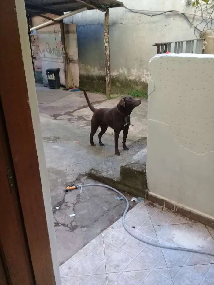 Cachorro ra a Labrador idade 4 anos nome Snup