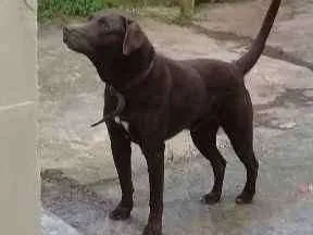 Cachorro ra a Labrador idade 4 anos nome Snup