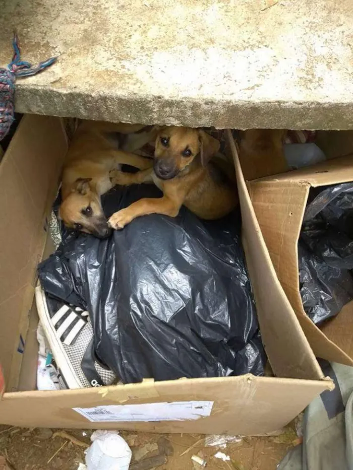 Cachorro ra a SRD idade 2 a 6 meses nome Filhotes para adoção