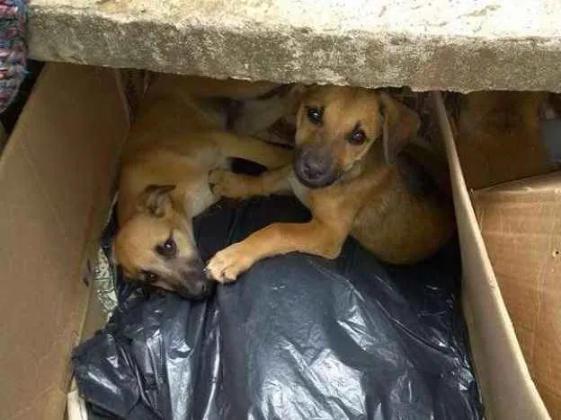 Cachorro ra a SRD idade 2 a 6 meses nome Filhotes para adoção