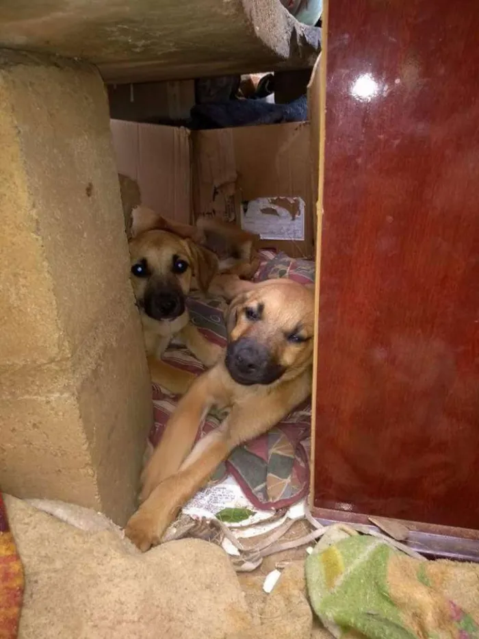 Cachorro ra a SRD idade 2 a 6 meses nome Filhotes para adoção