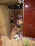 Filhotes para adoção