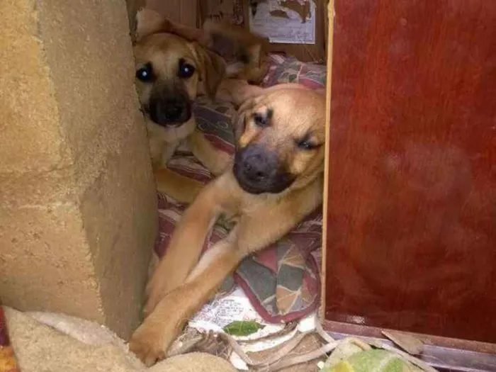 Cachorro ra a SRD idade 2 a 6 meses nome Filhotes para adoção