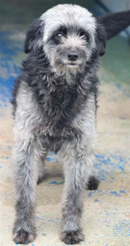 Cachorro ra a  idade 3 anos nome Brenda Pequena