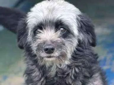 Cachorro ra a  idade 3 anos nome Brenda Pequena