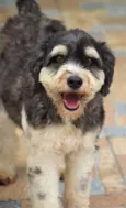 Dunga Peludo