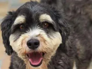Cachorro raça  idade 4 anos nome Dunga Peludo