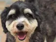 Dunga Peludo