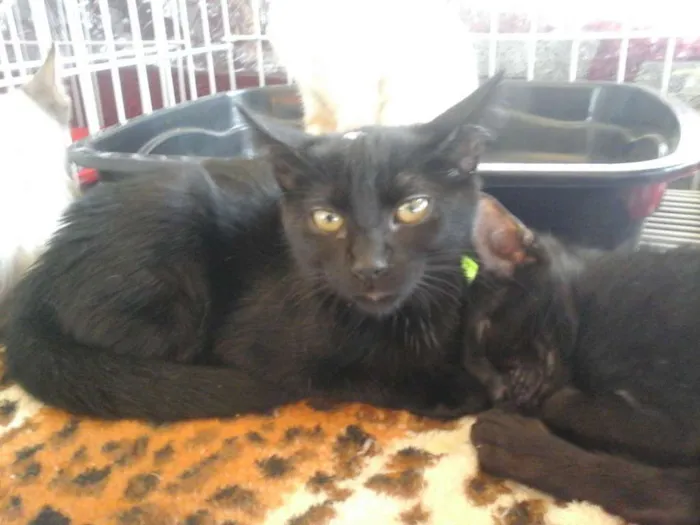 Gato ra a srd idade 2 a 6 meses nome Julinho e bela