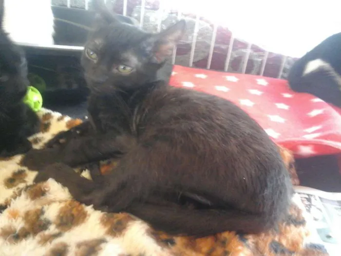 Gato ra a srd idade 2 a 6 meses nome Julinho e bela