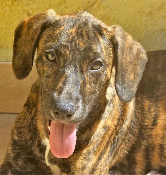 Cachorro ra a  idade 2 a 6 meses nome Andy Filhotinha