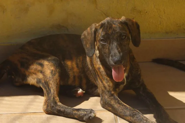 Cachorro ra a  idade 2 a 6 meses nome Andy Filhotinha