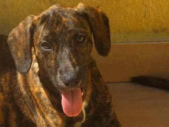 Cachorro ra a  idade 2 a 6 meses nome Andy Filhotinha
