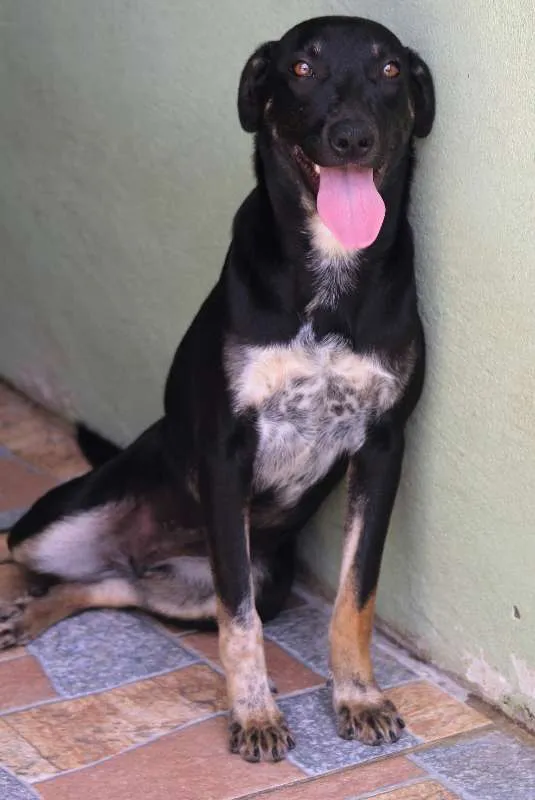 Cachorro ra a  idade 7 a 11 meses nome Layla Filhote
