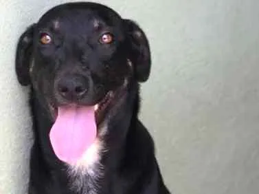 Cachorro ra a  idade 7 a 11 meses nome Layla Filhote