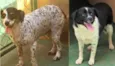 Pepita e Rubi