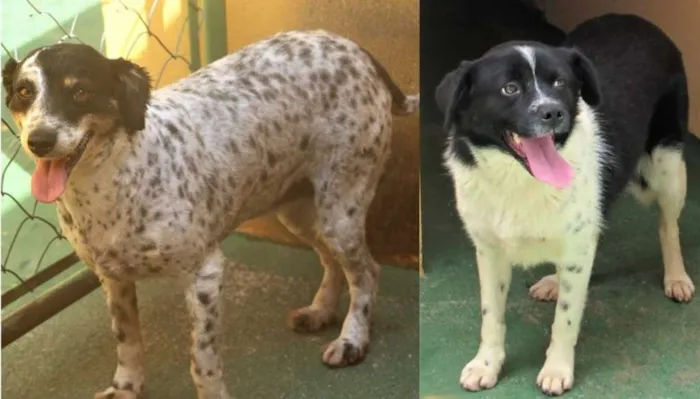 Cachorro ra a  idade 4 anos nome Pepita e Rubi