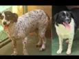 Pepita e Rubi
