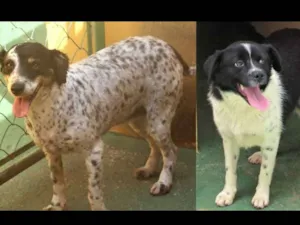 Cachorro raça  idade 4 anos nome Pepita e Rubi