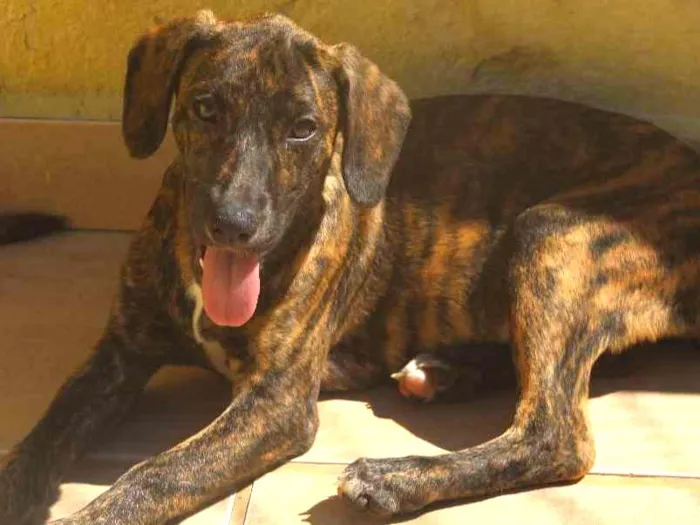 Cachorro ra a  idade 2 a 6 meses nome Andy Filhotinha