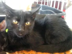 Gato raça srd idade 2 a 6 meses nome Julinho e bela