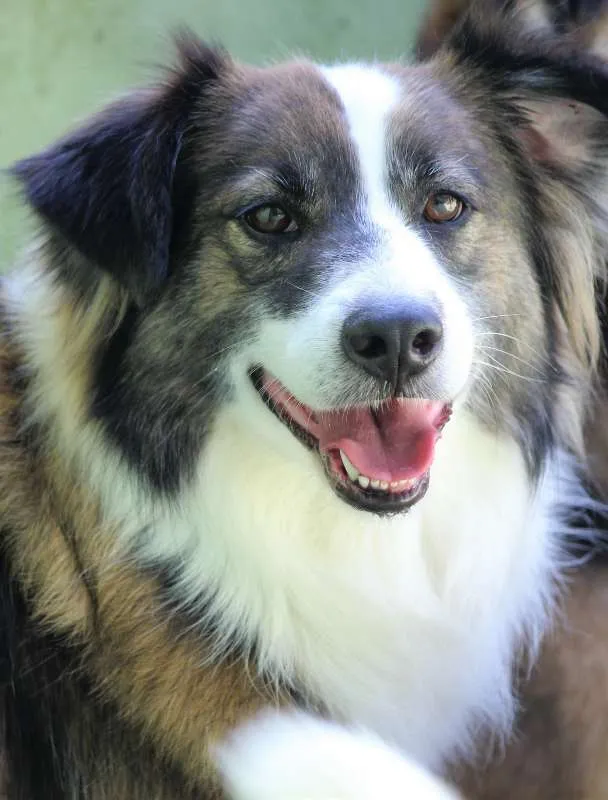 Cachorro ra a  idade 4 anos nome Bethoven