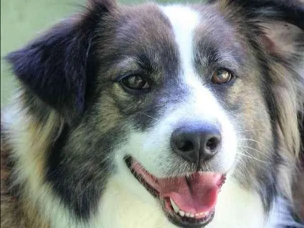 Cachorro ra a  idade 4 anos nome Bethoven