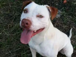 Cachorro raça Pit-Bull idade 2 anos nome Sansão