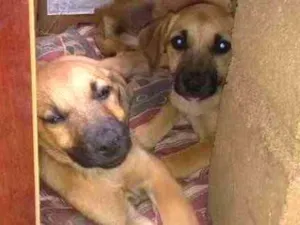 Cachorro raça SRD idade 2 a 6 meses nome Filhotes para adoção