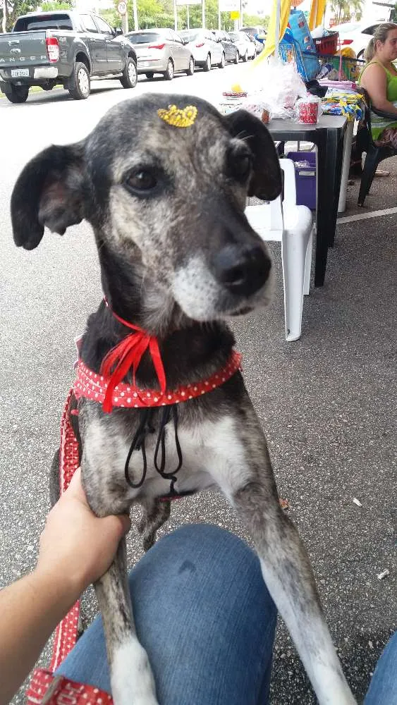 Cachorro ra a Sem raça definida idade 3 anos nome Lily