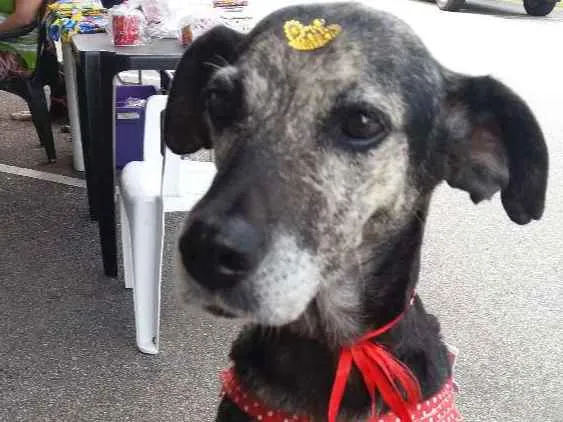 Cachorro ra a Sem raça definida idade 3 anos nome Lily