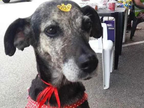 Cachorro ra a Sem raça definida idade 3 anos nome Lily