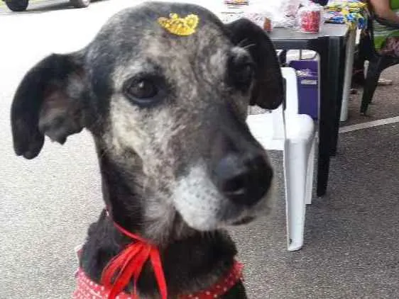 Cachorro ra a Sem raça definida idade 3 anos nome Lily