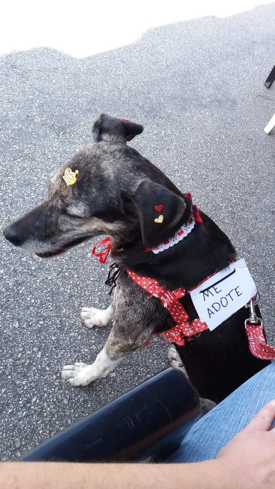 Cachorro ra a Sem raça definida idade 3 anos nome Lily