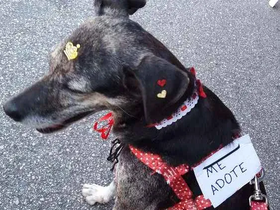 Cachorro ra a Sem raça definida idade 3 anos nome Lily