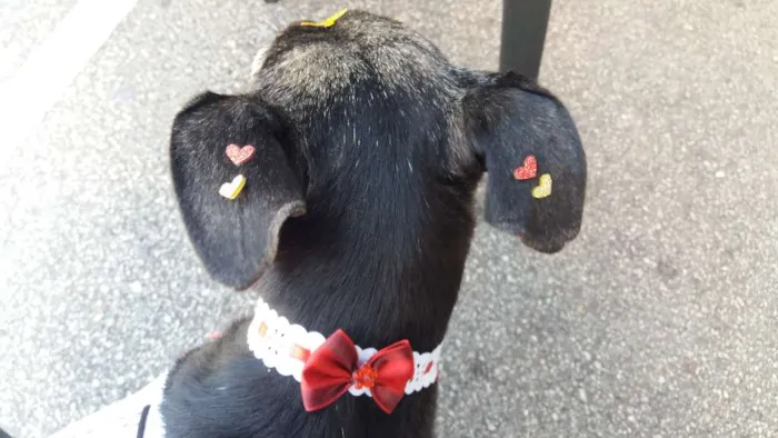 Cachorro ra a Sem raça definida idade 3 anos nome Lily