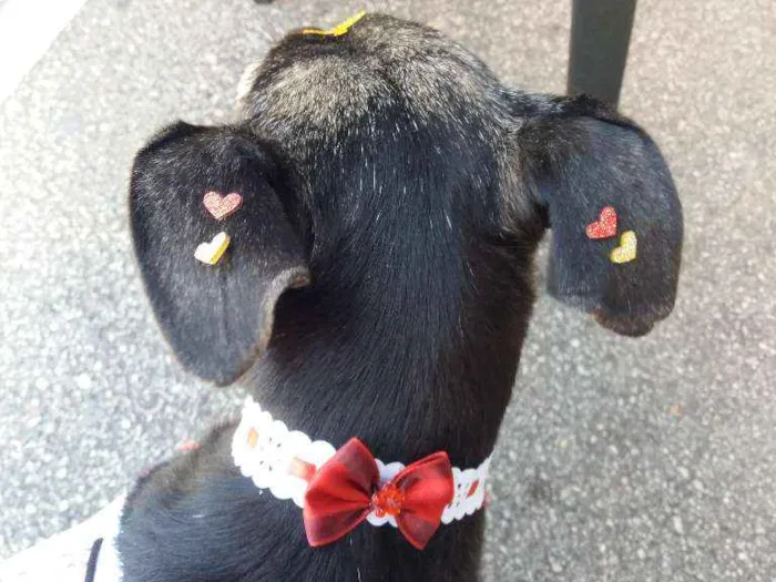 Cachorro ra a Sem raça definida idade 3 anos nome Lily