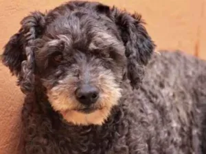 Cachorro raça  idade 5 anos nome Gabriel Poodle