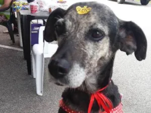 Cachorro raça Sem raça definida idade 3 anos nome Lily